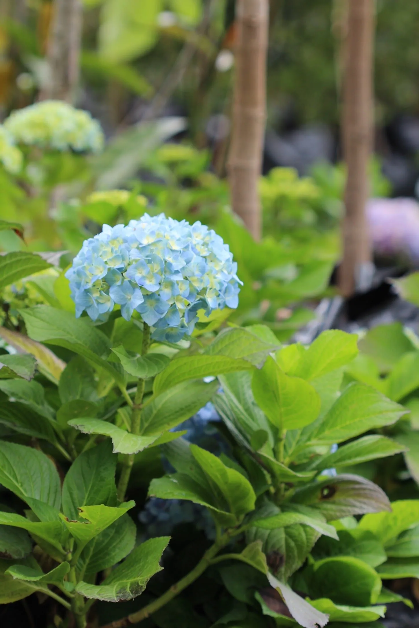 Hortensia o hydrangea macrophylla