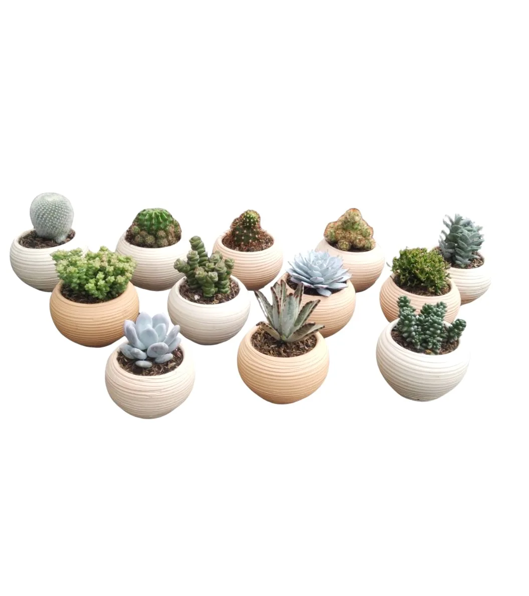 Docena de Suculentas y Cactus en Matera