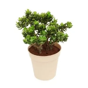 Jade planta para abundancia y prosperidad