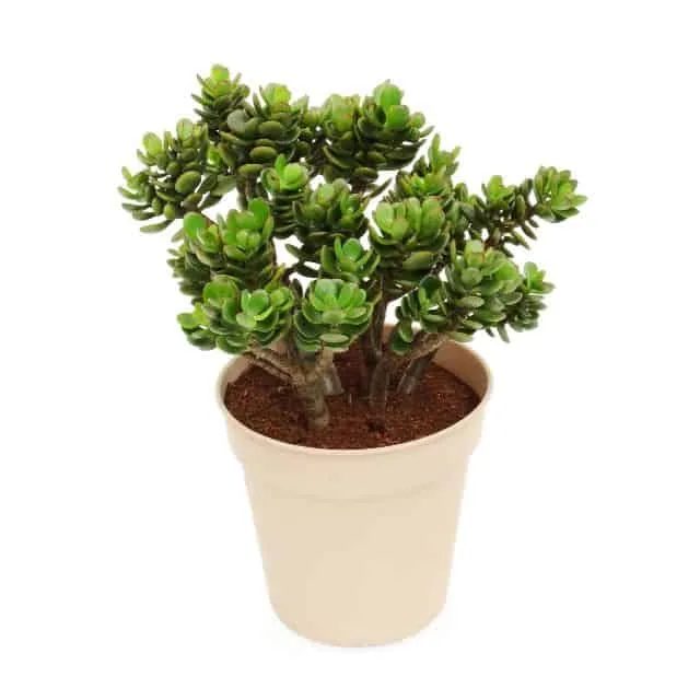 Jade planta para abundancia y prosperidad