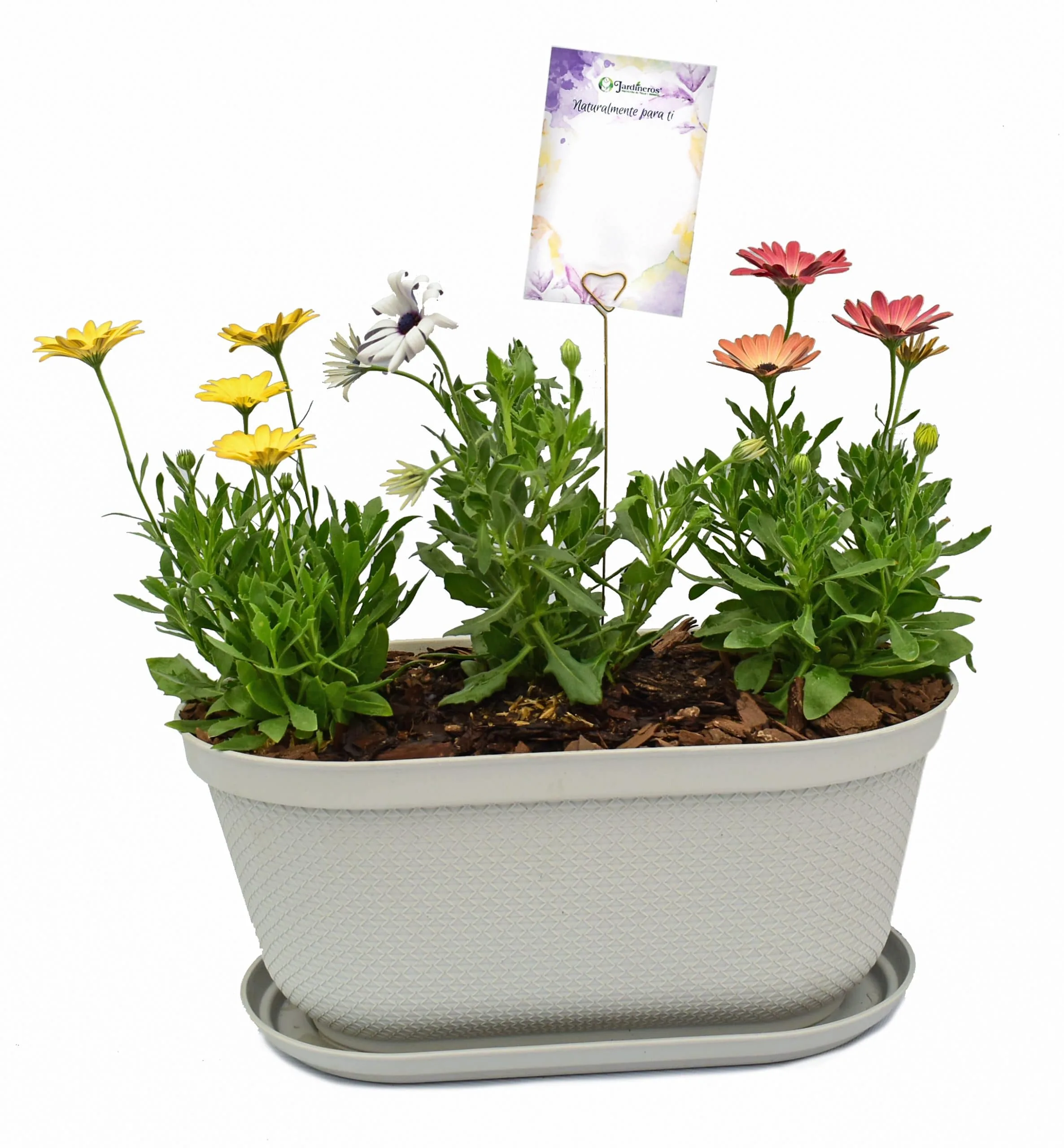 Jardinera con trio de margaritas