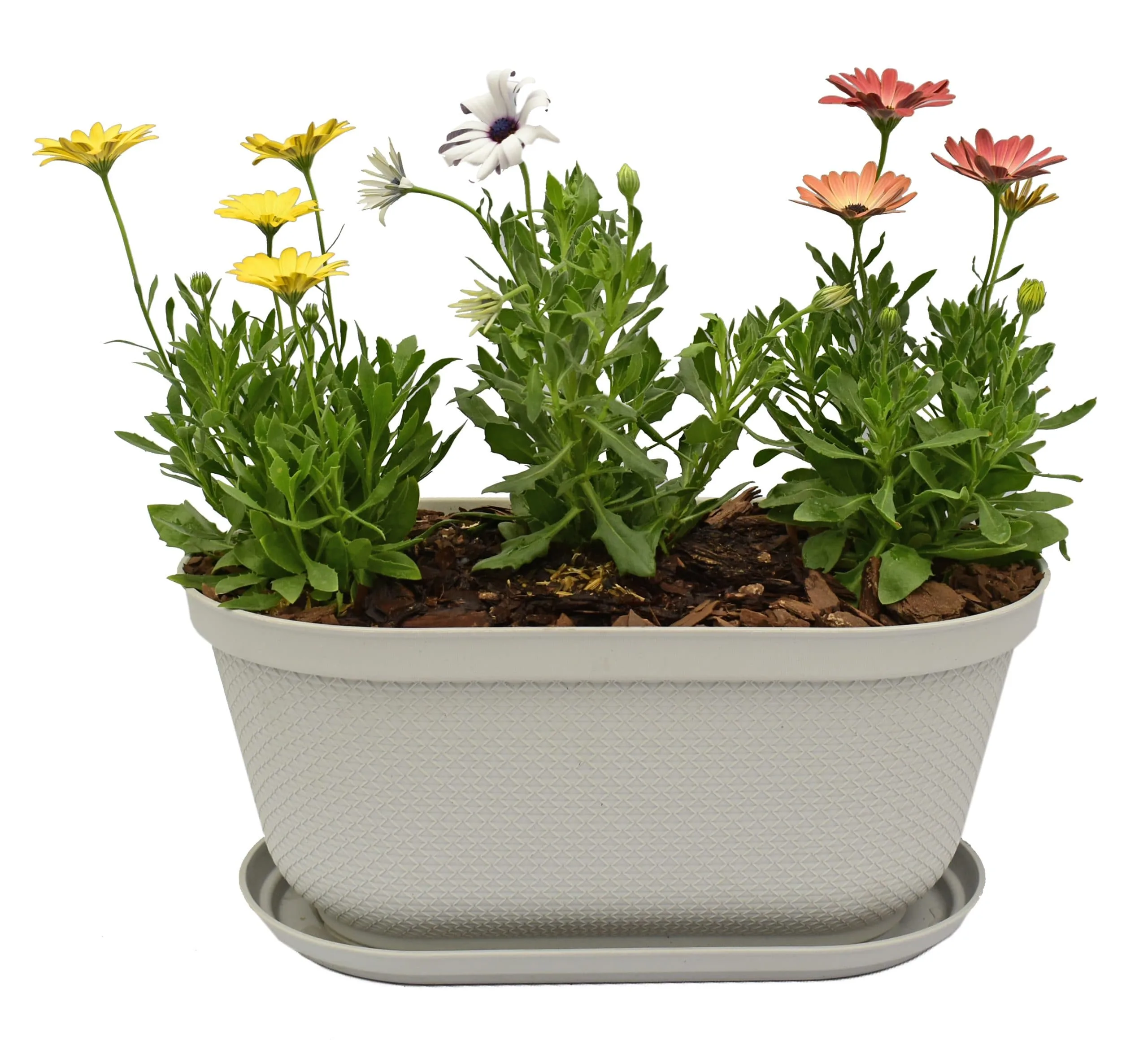 Jardinera con trio de margaritas