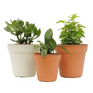 Combo #1 – Plantas de Abundancia y Prosperidad