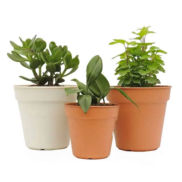Combo #1 - Plantas de Abundancia y Prosperidad