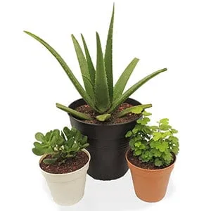 Combo #2 Plantas de Abundancia y Prosperidad