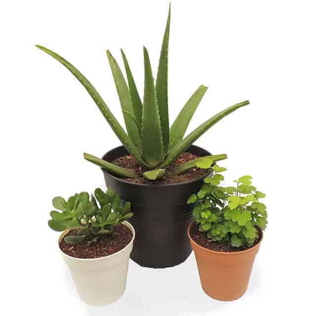 Combo #2 Plantas de Abundancia y Prosperidad