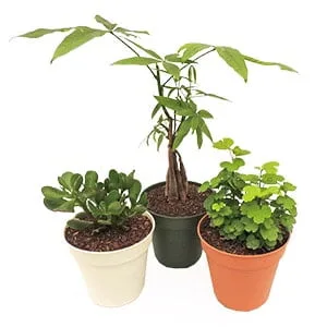 Combo #3 – Plantas para atraer el dinero