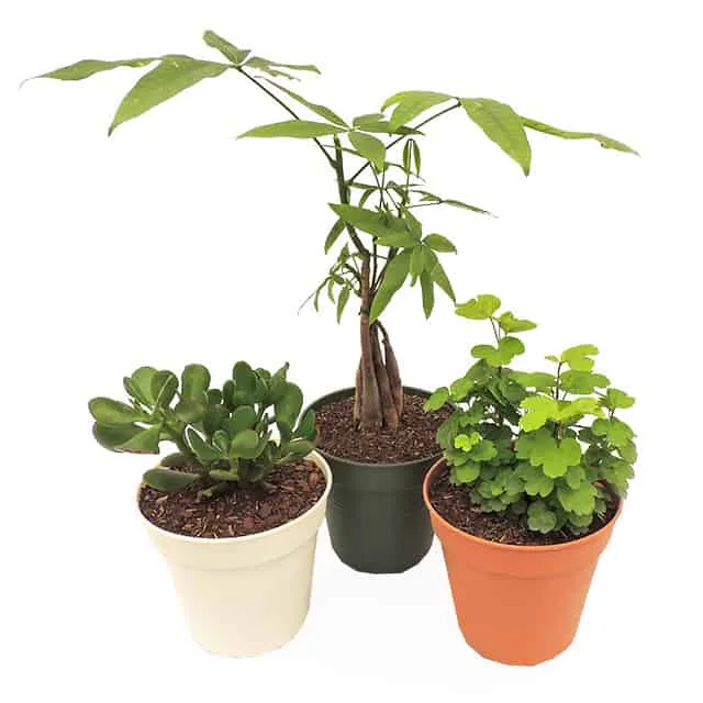 Combo #3 - Plantas para atraer el dinero