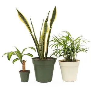 Combo #6 – Plantas de Bienestar y Purificación