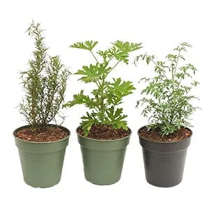 Combo #5 – Plantas para alejar energías negativas