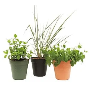 Combo jardín de sabores