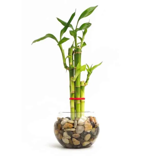 Lucky Bambú: planta de riqueza, salud y felicidad