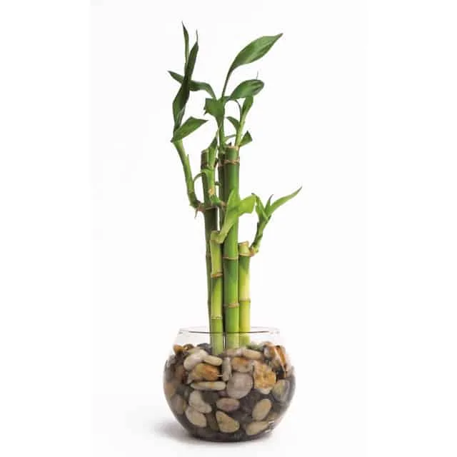 Lucky Bambú: planta de riqueza, salud y felicidad