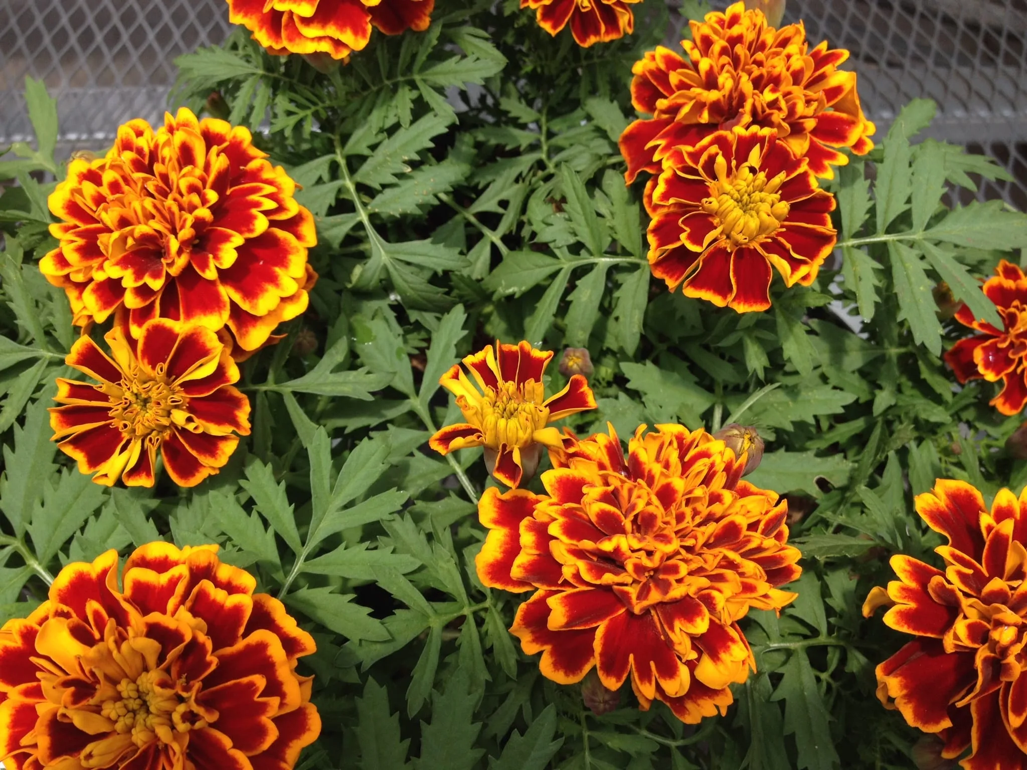 Cuidados para tus Plantas de Interior