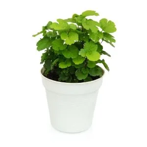 Millonaria: planta de abundancia