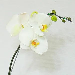 Orquídea blanca de 1 vara