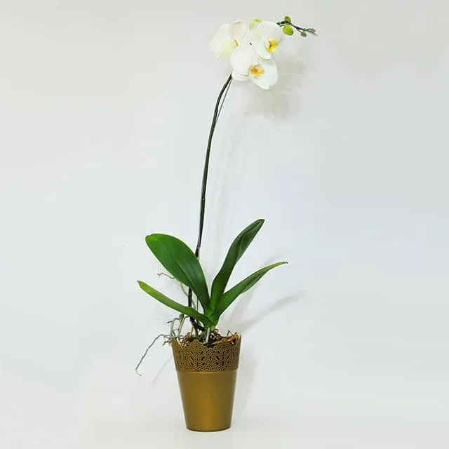 Orquídea blanca de 1 vara