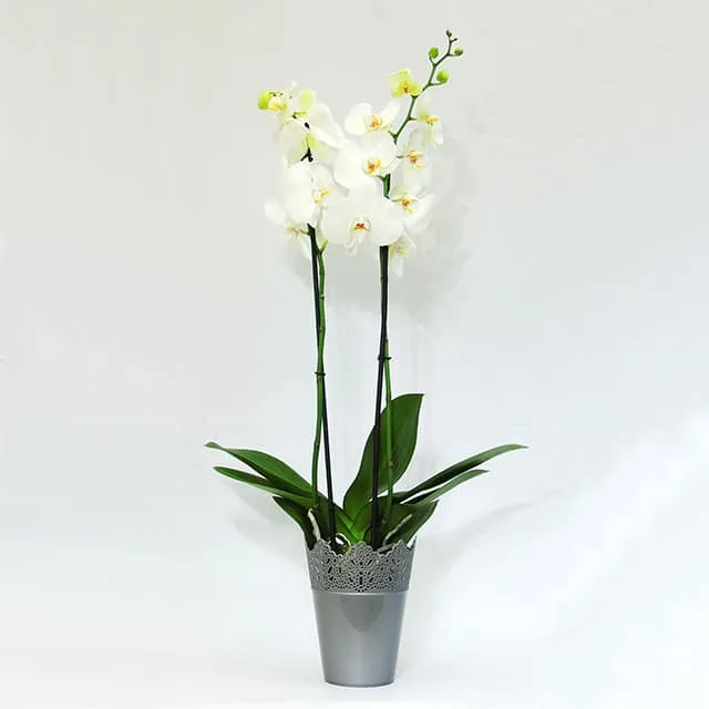 Orquídea blanca de 2 varas