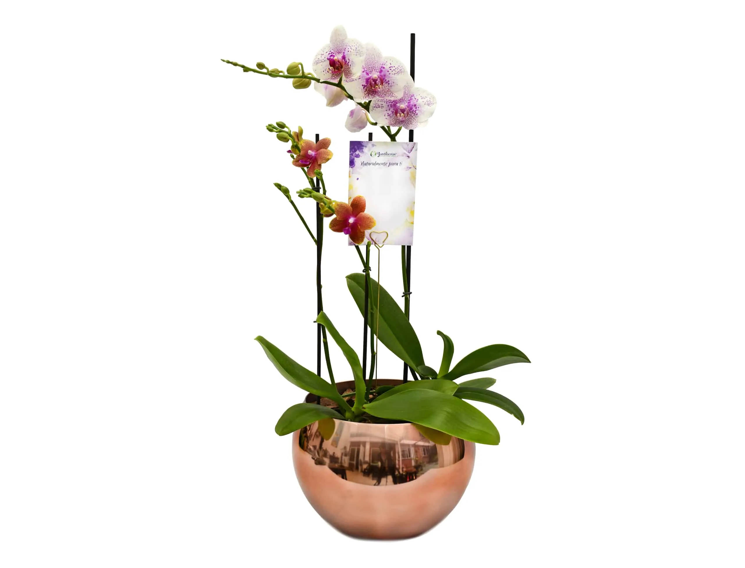 Arreglo especial de Orquídeas en matera esférica