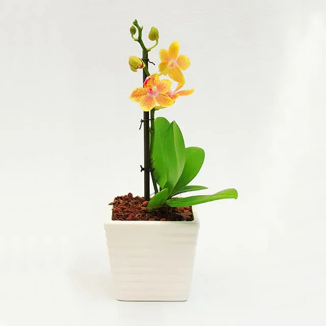 Orquídea mini amarilla en matera cerámica