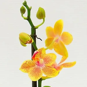 Orquídea mini amarilla en matera cerámica