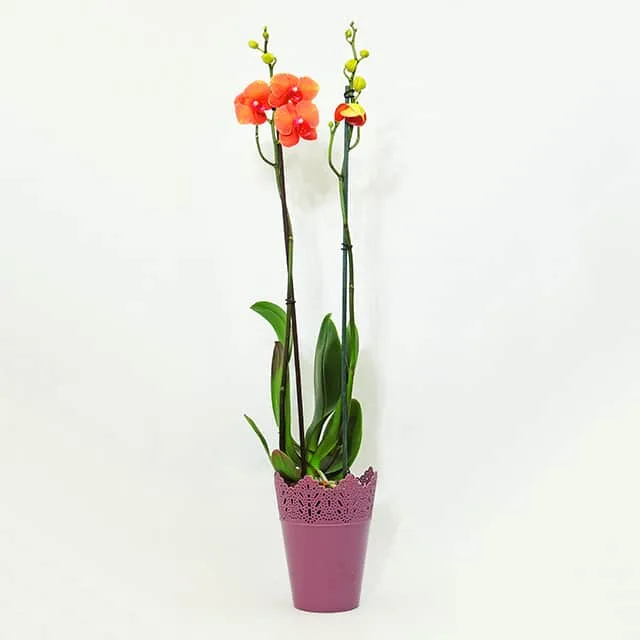 Orquídea phalaenopsis de 2 varas – exótica