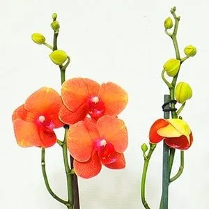 Orquídea phalaenopsis de 2 varas - exótica