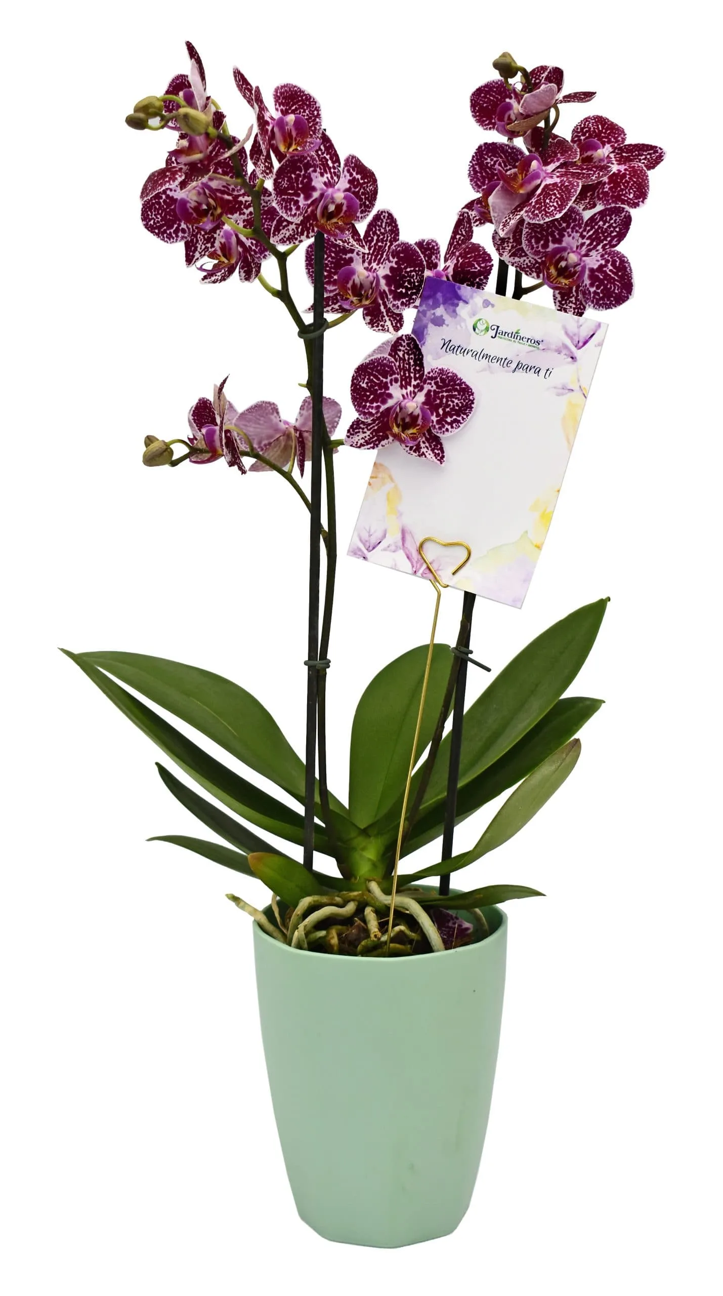 Orquídea Phalaenopsis 2 varas matera plástica