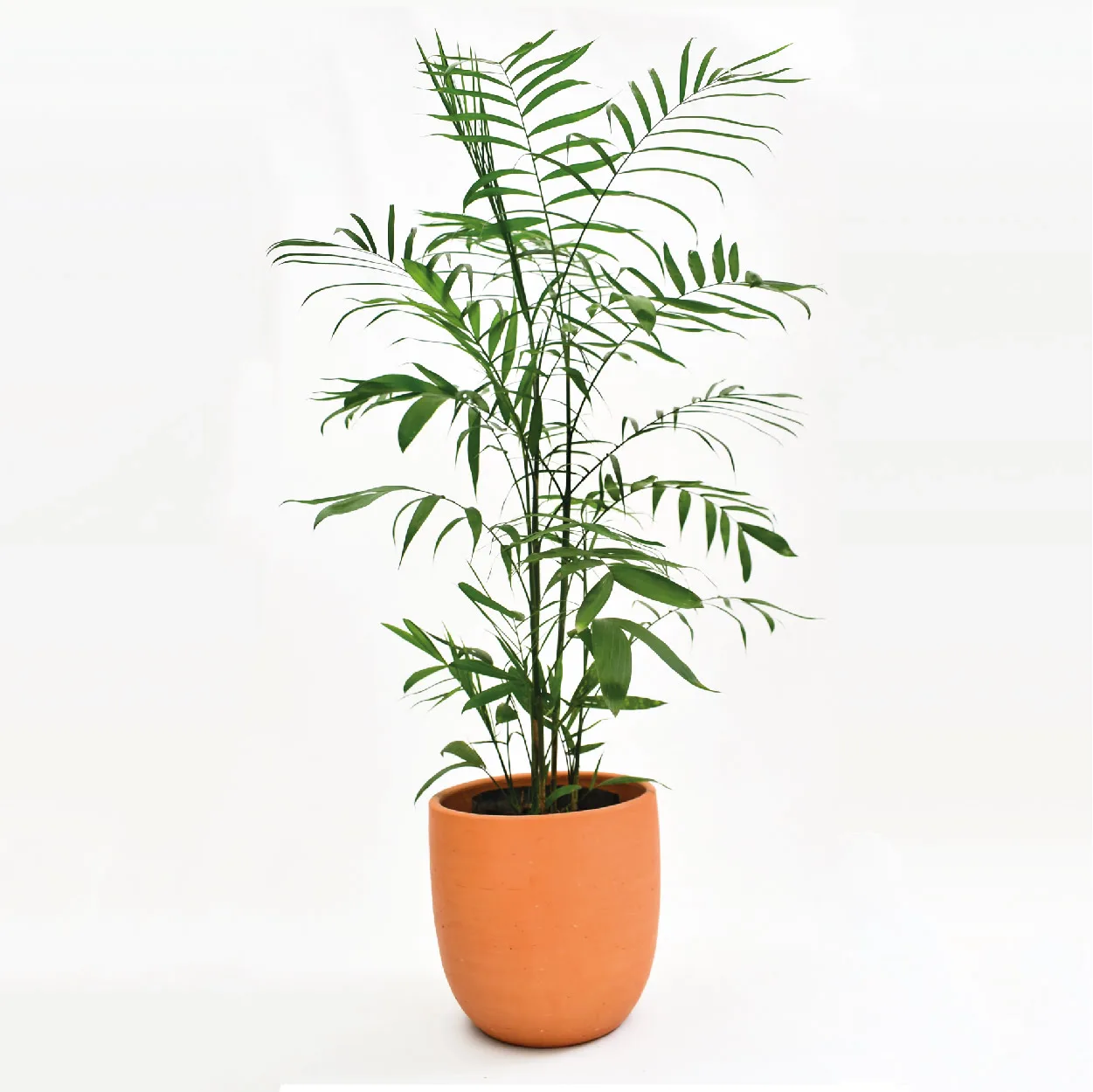 Palma reina: planta purificadora de aire