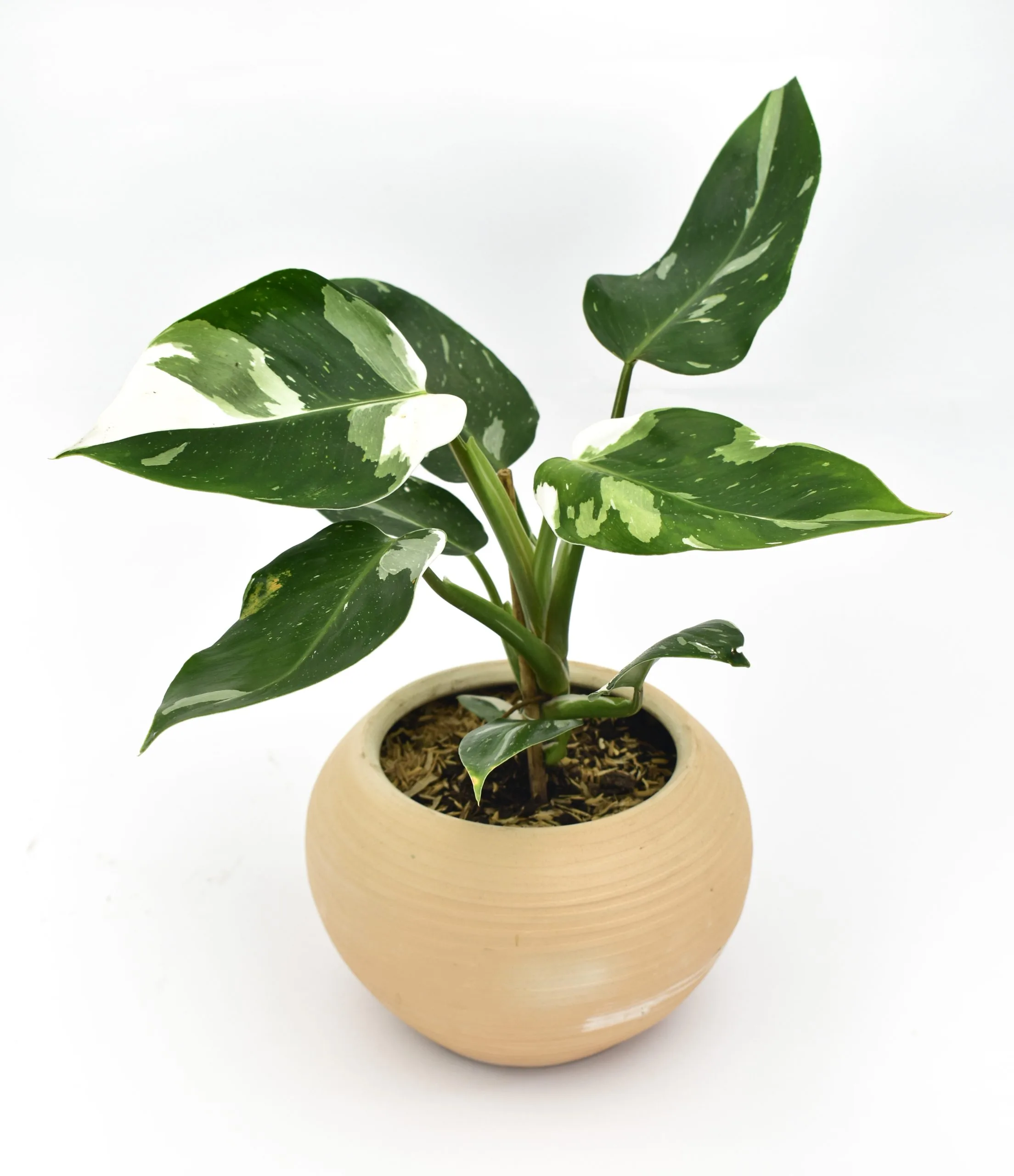 Philodendron White Princess en Matera Siena Minimal