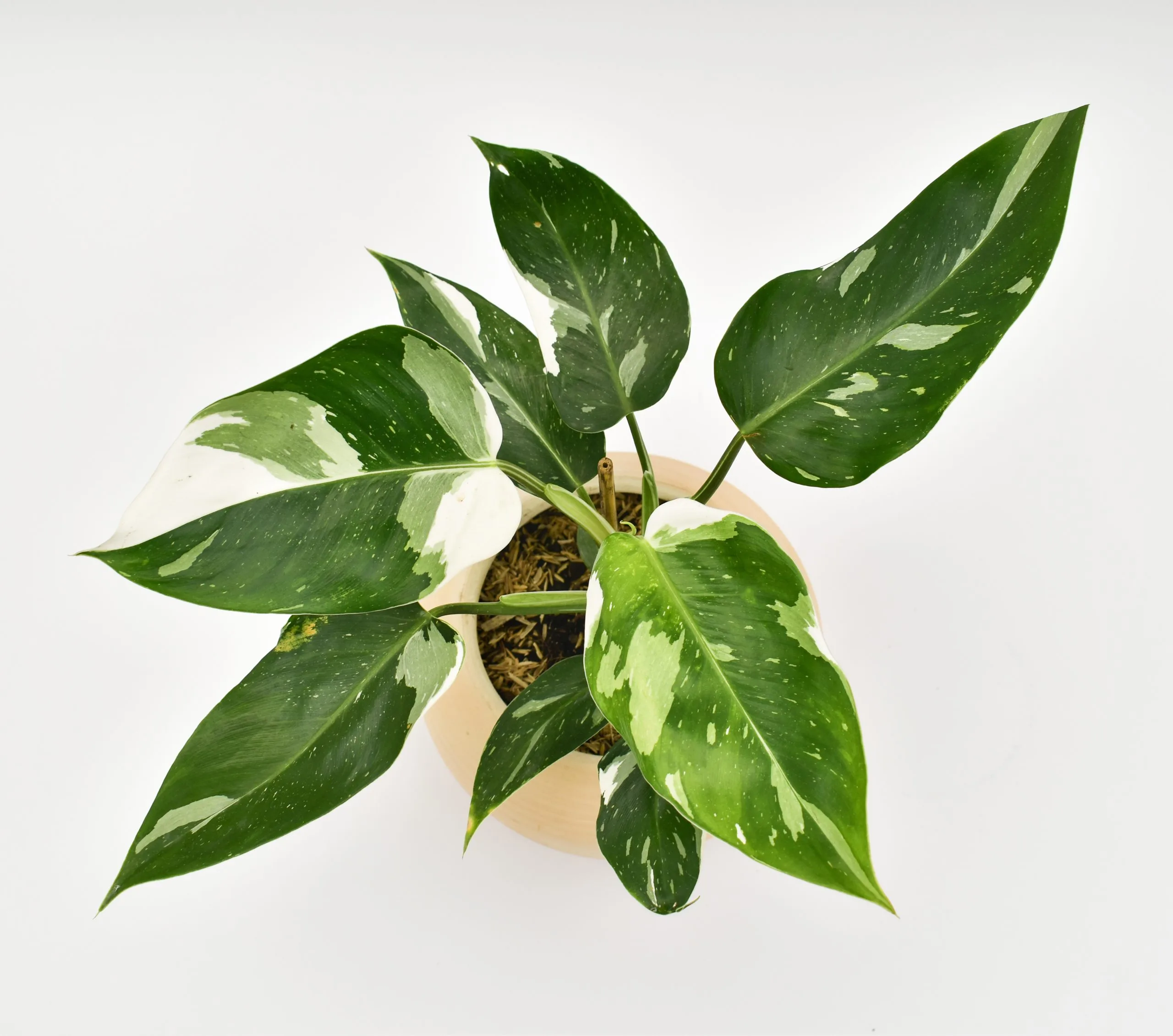 Philodendron White Princess en Matera Siena Minimal