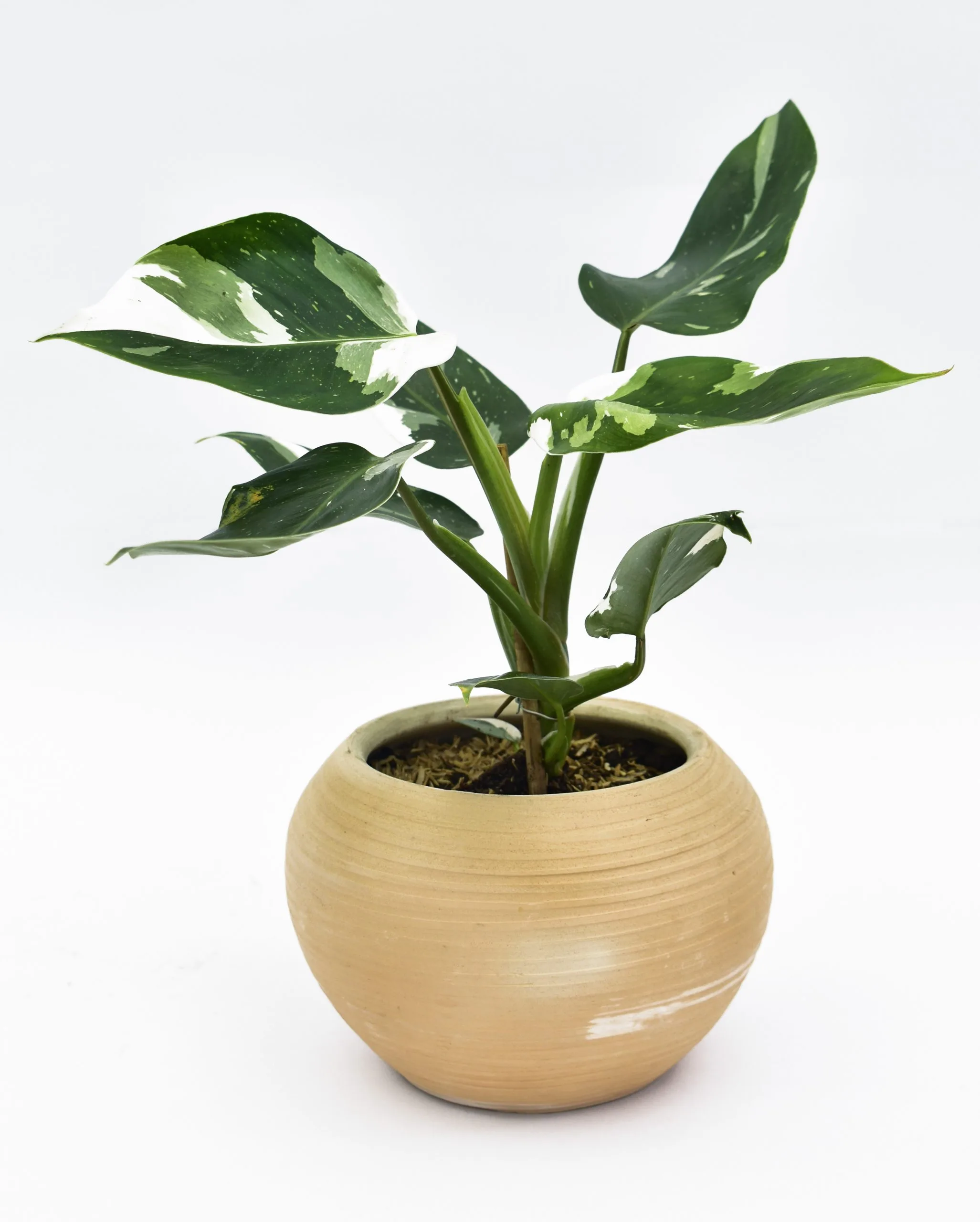 Philodendron White Princess en Matera Siena Minimal