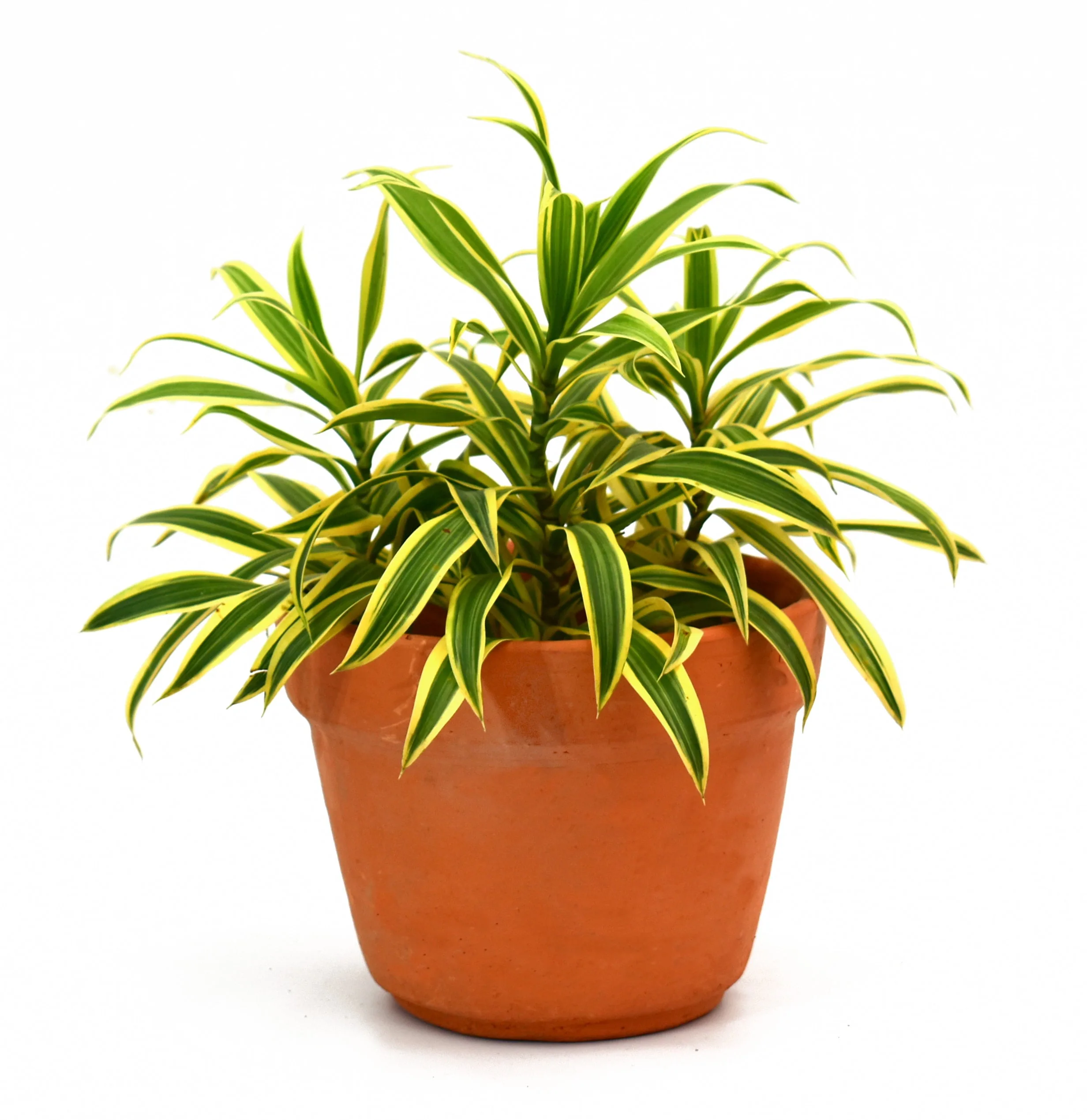 Dracaena Cancion de la India: planta purificadora de aire