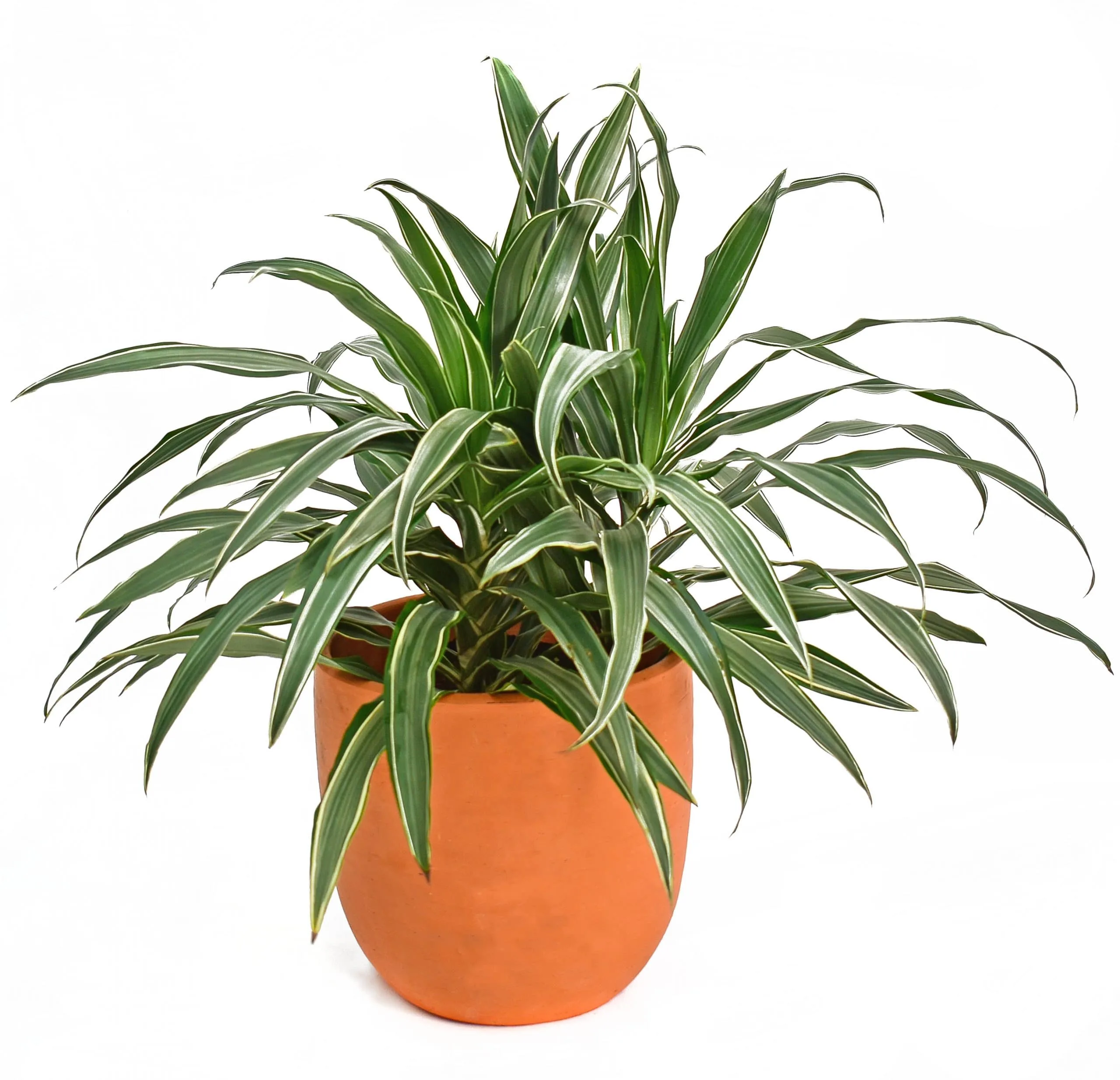 Dracaena Warneckii: planta purificadora de aire