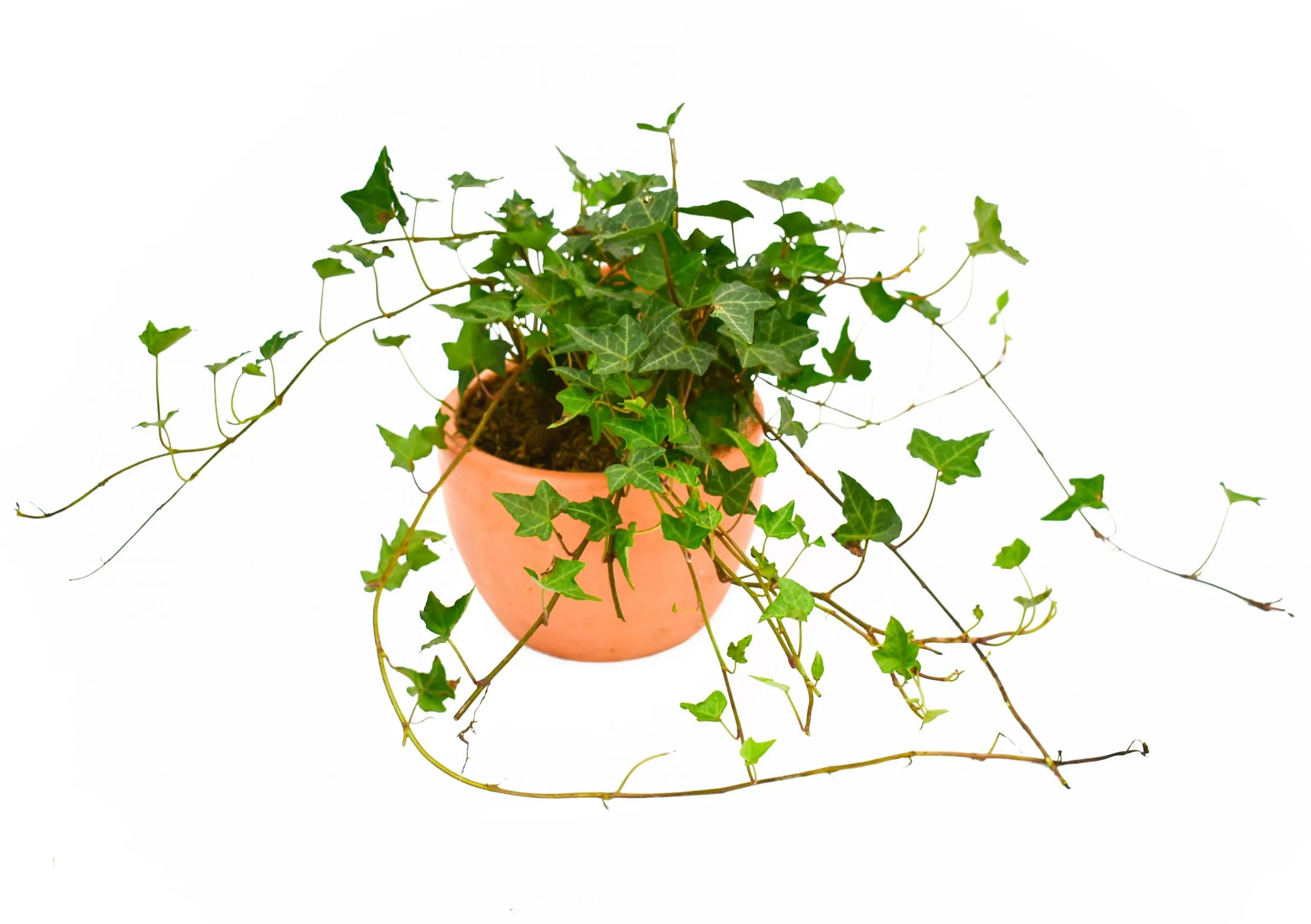 Hiedra: planta purificadora de aire