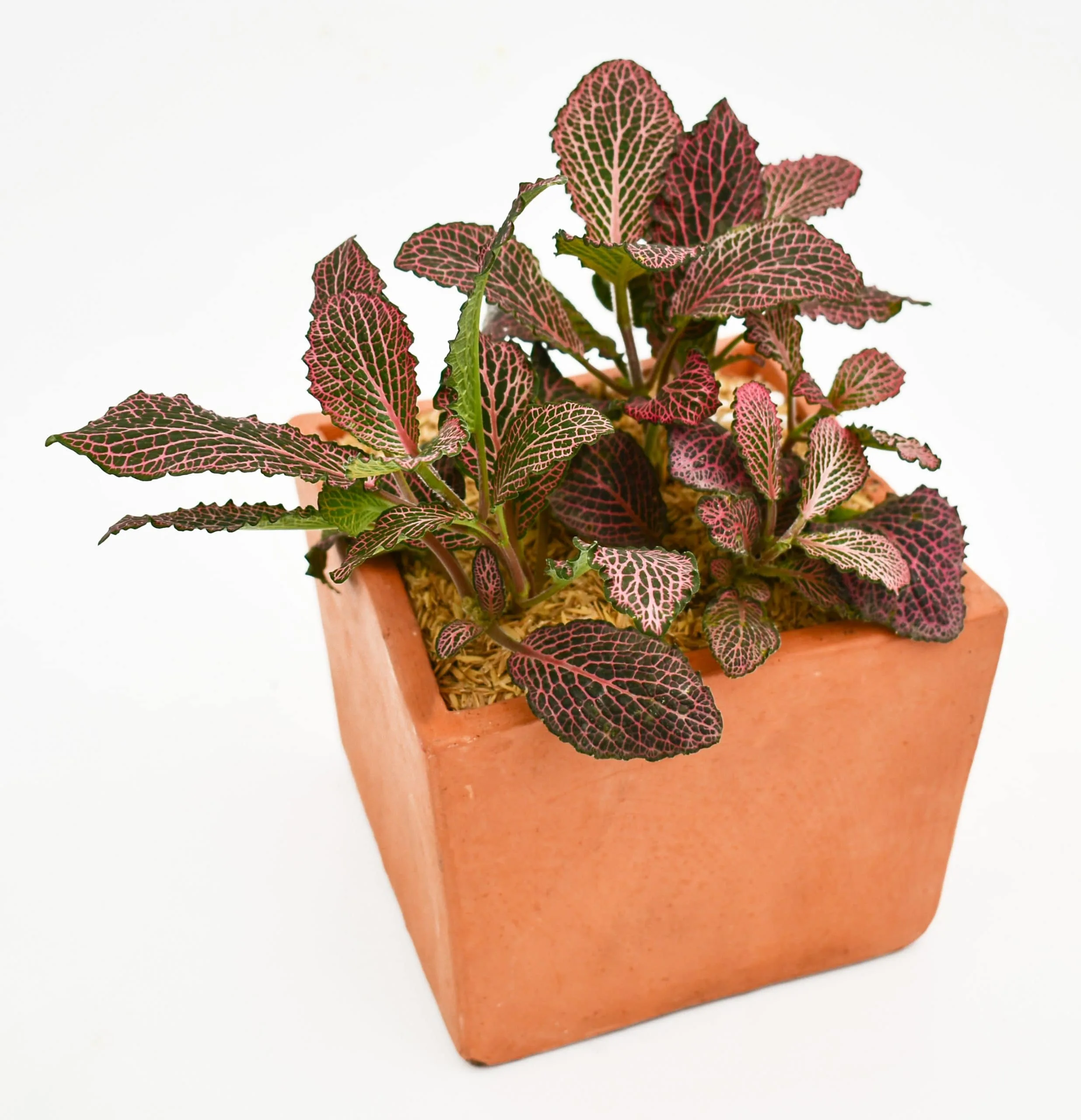 Planta Fittonia: Abre caminos y remueve obstaculos