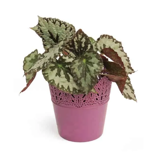 Planta Begonia rex en matera decorativa