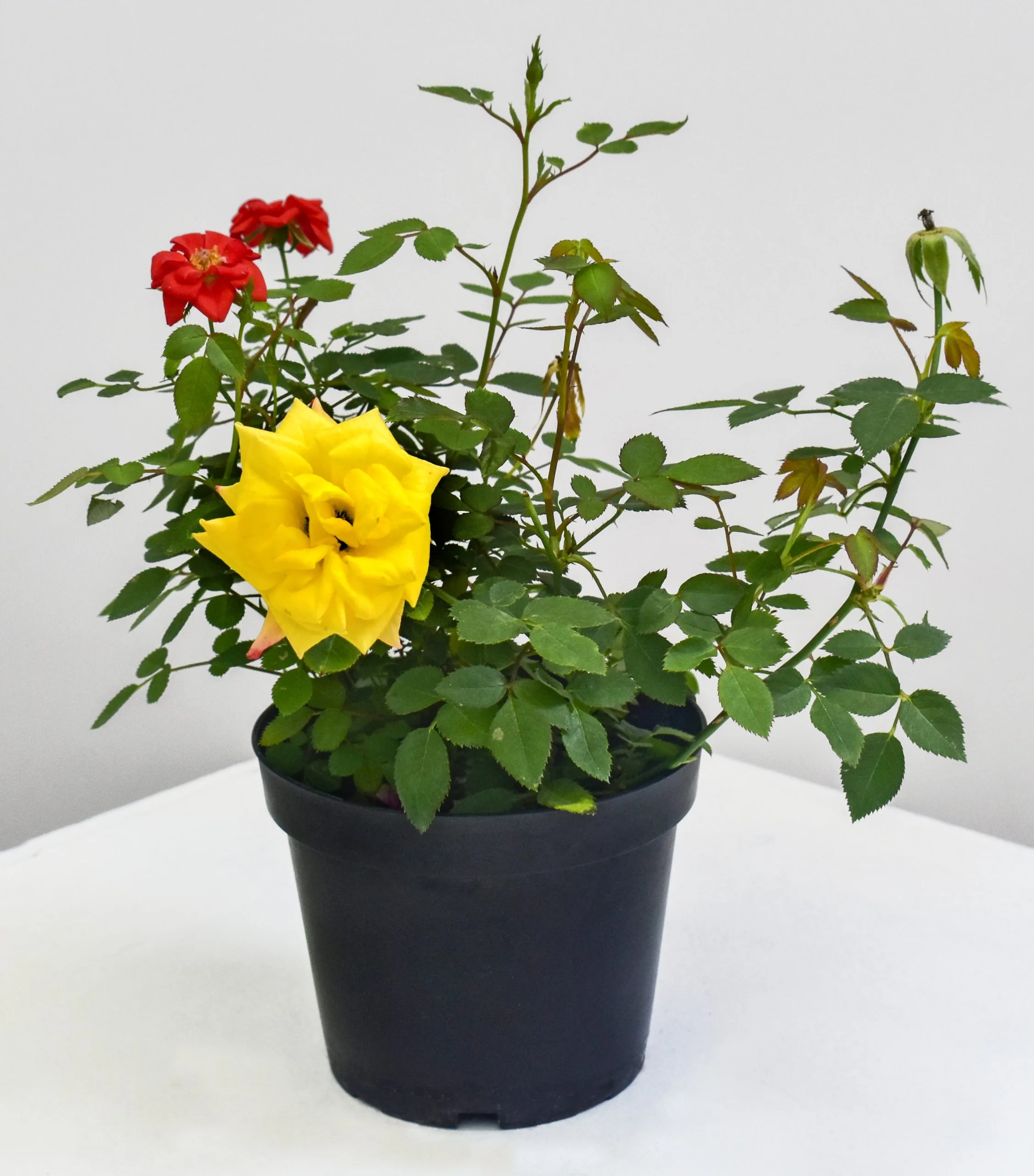 Rosa mini M12 en matera cultivo