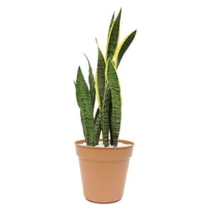 Sansevieria: planta purificadora de aire