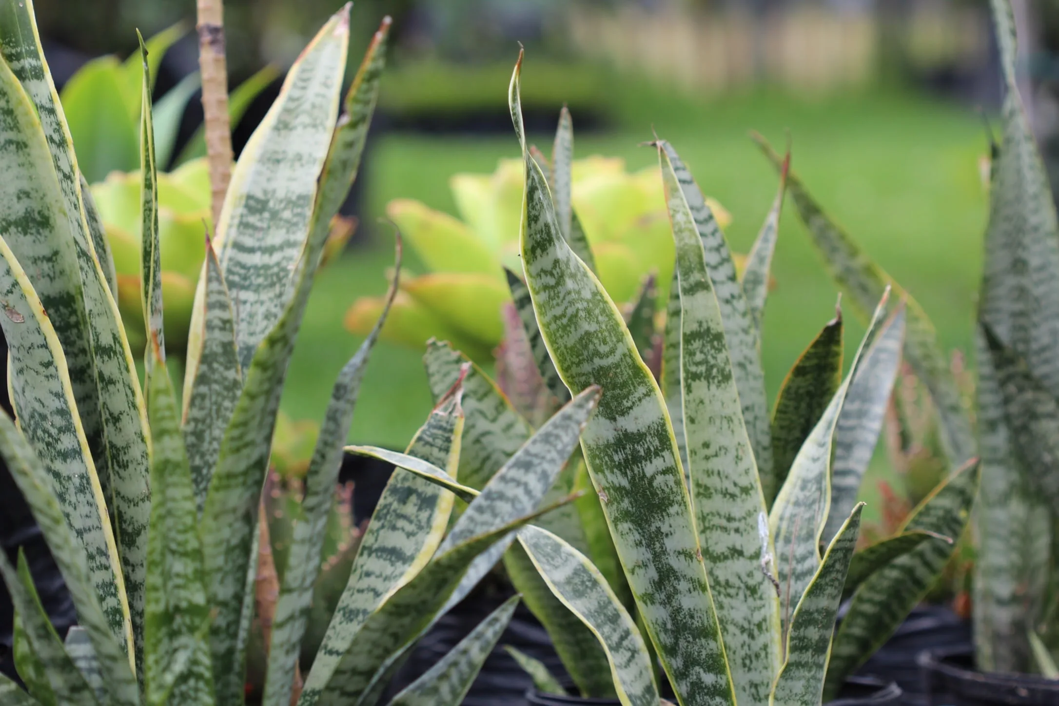 Dracaena Sansevieria o Lengua de Suegra