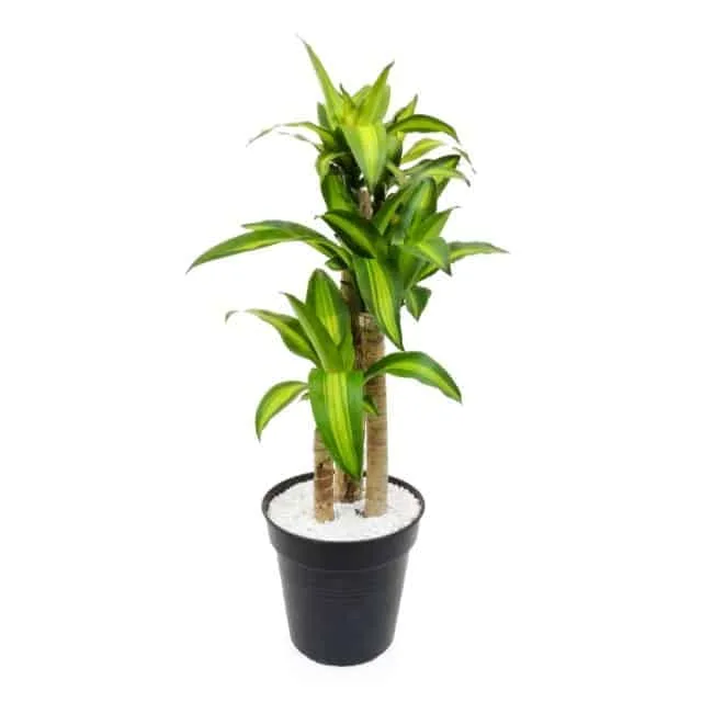 Tronquito de la felicidad: planta purificadora de aire
