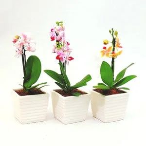 Trio de orquídeas mini