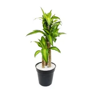 Tronquito de la felicidad: planta purificadora de aire