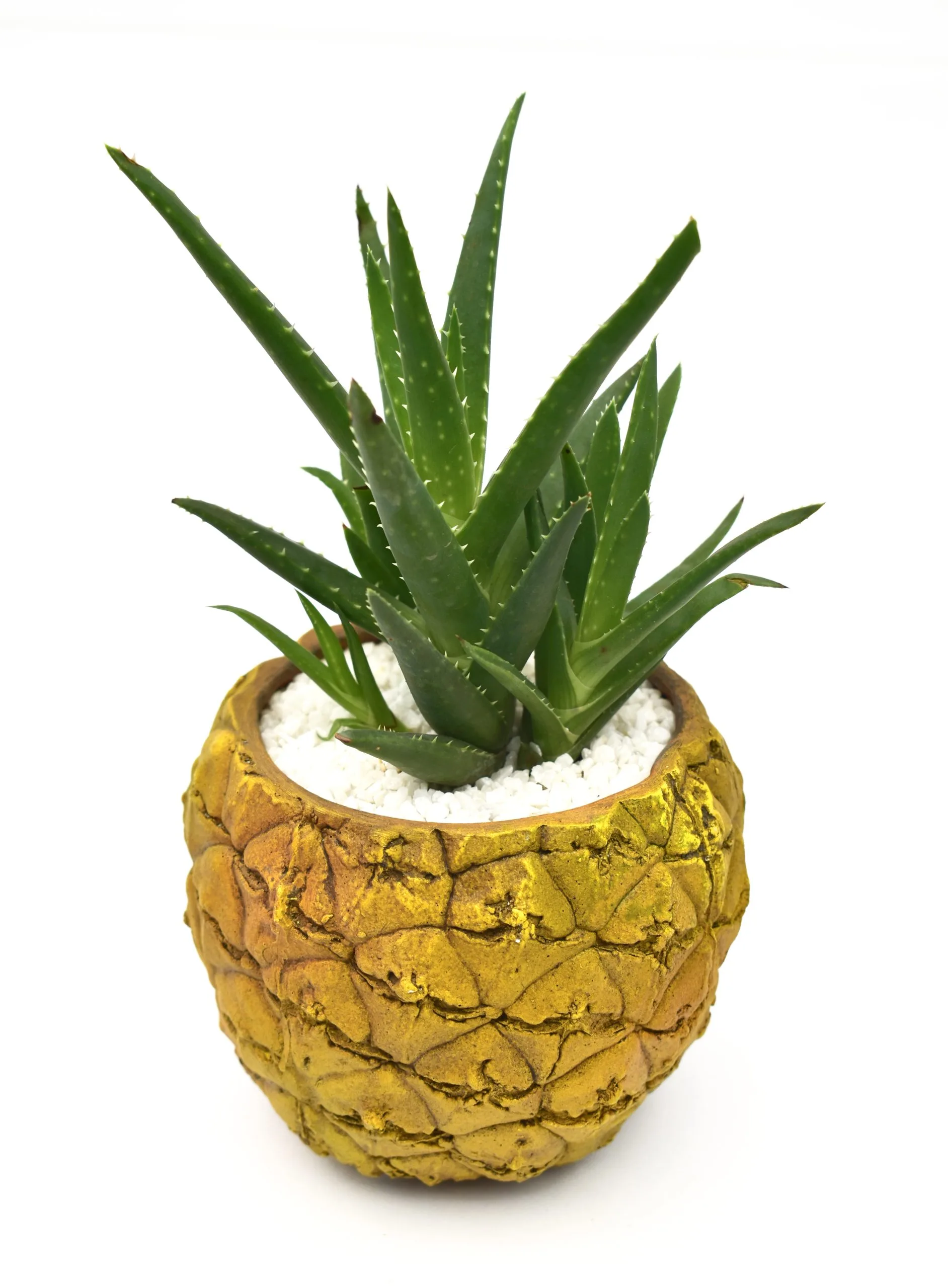 Tropical Aloe  