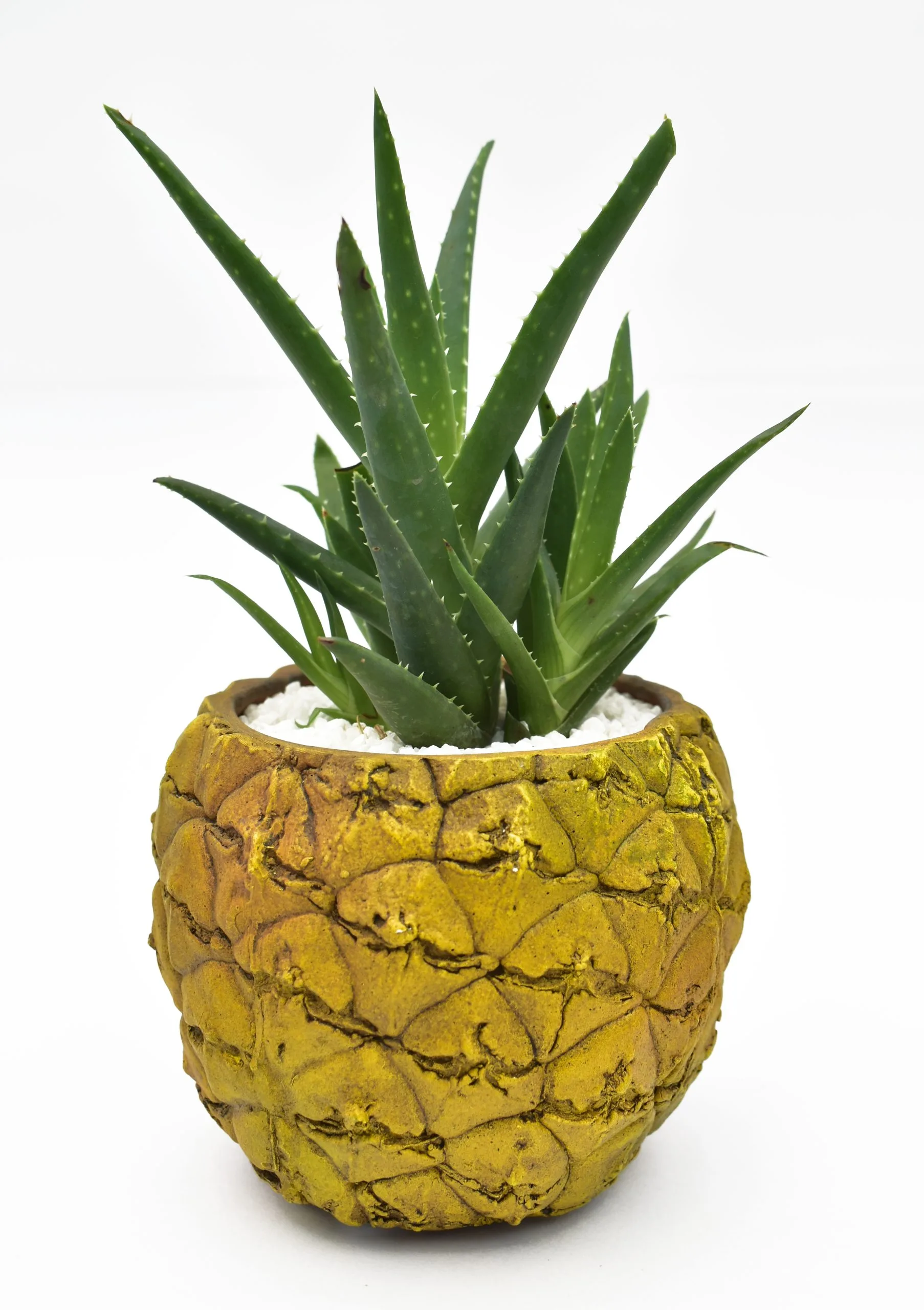 Tropical Aloe
