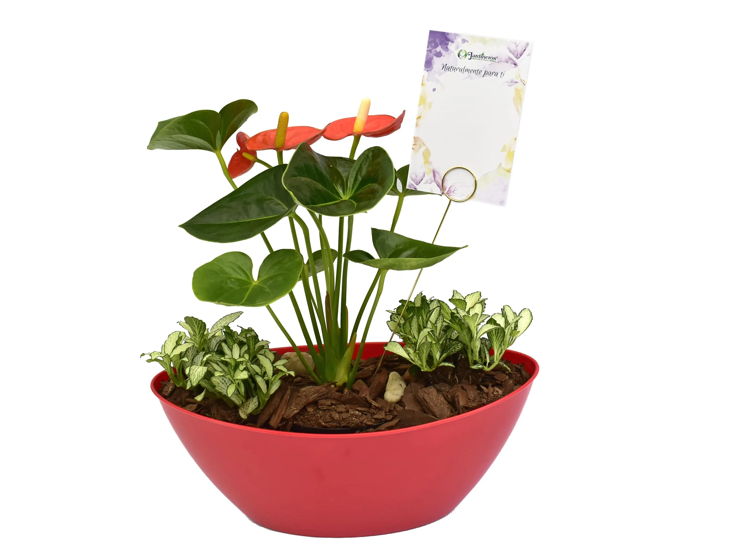 Arreglo de anturios y fittonias para regalo