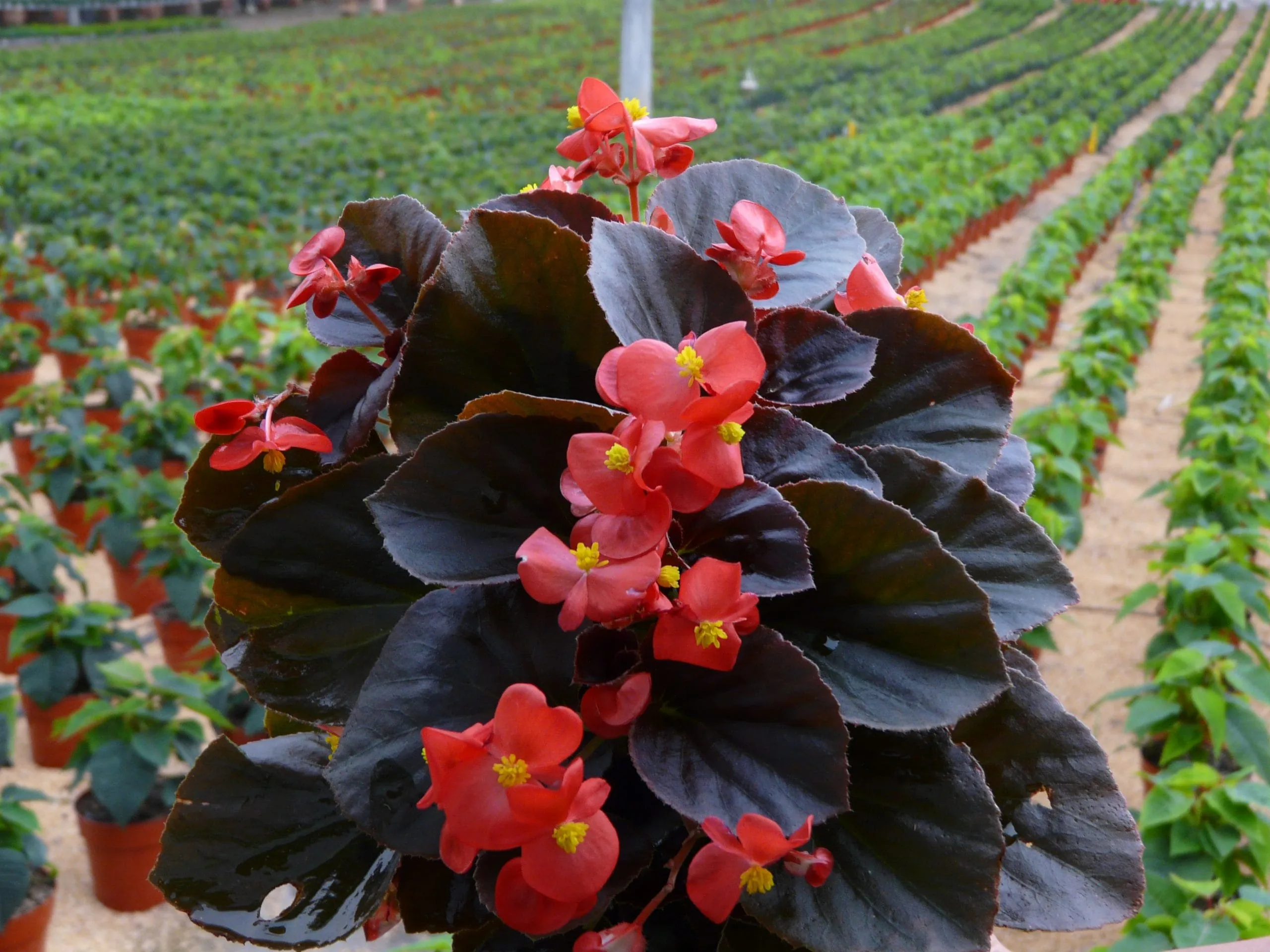 Planta de Jardín Begonia Big