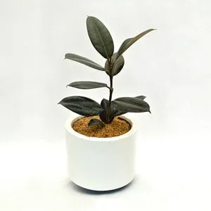 Planta Ficus elástica en matera acrílica blanca