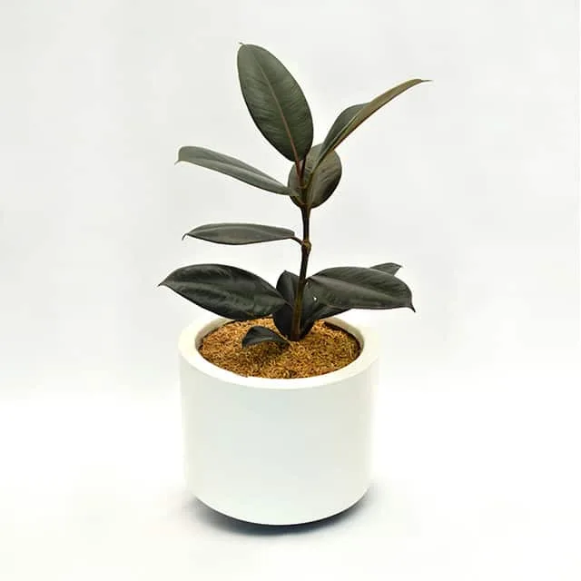 Planta Ficus elástica en matera acrílica blanca