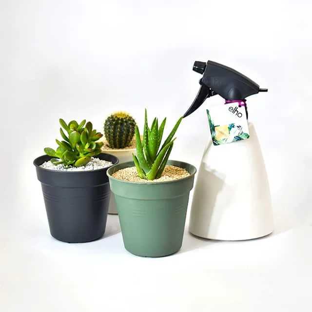 Combo de Plantas Energía Natural